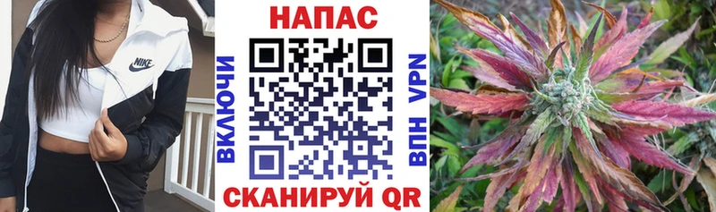 Конопля сатива Моршанск